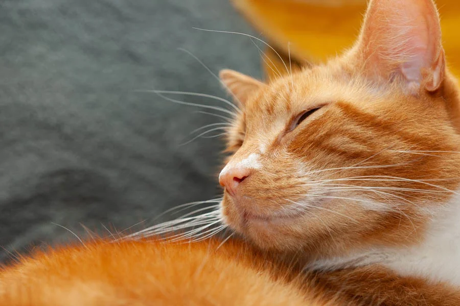 automatic pet dryer box